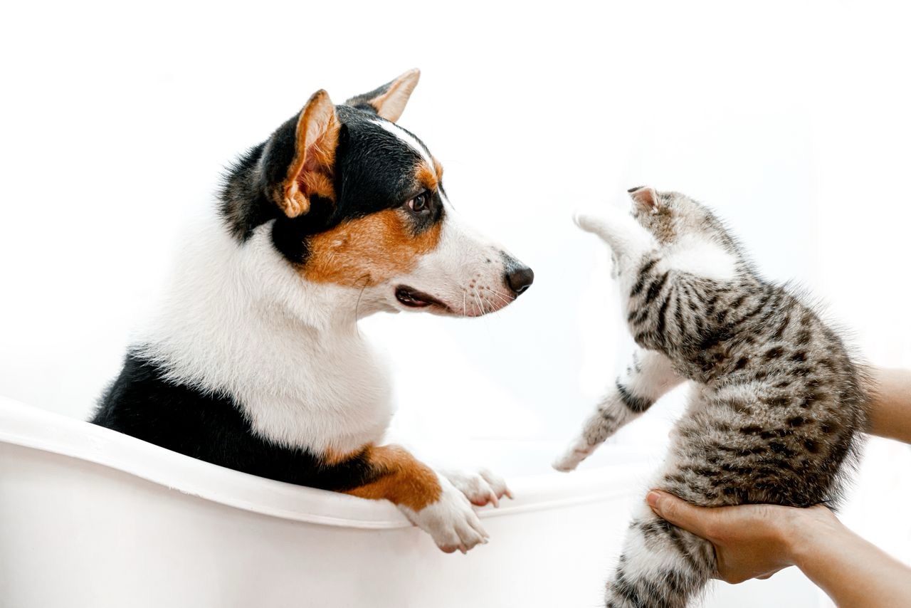 A dog in a tub and a cat being held near dog